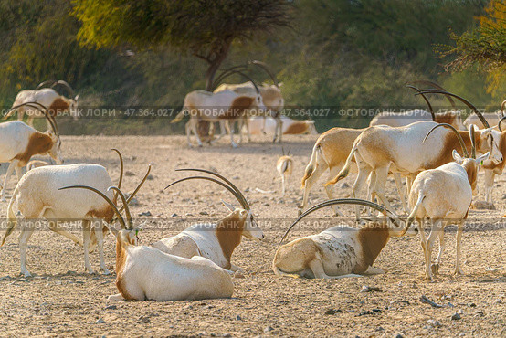 Sir Bani Yas Island, United Arab Emirates - Jan 18 2024, close-up view of a herd of saber-horned antelopes, or Saharan oryx, resting in field at daytime, in a safari parkSir Bani Yas Island, UAE. Стоковое фото, фотограф Сергей Богомяко / Фотобанк Лори