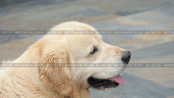 Sitting dog turning head on a call. Close up portrait of a golden retriever. Стоковое видео, видеограф Павел Котельников / Фотобанк Лори