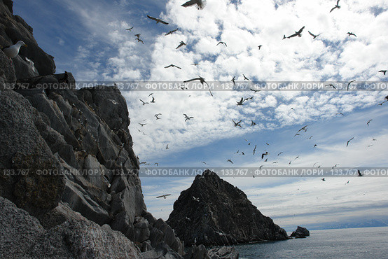 Скалы, море, чайки. Стоковое фото, фотограф Николаенко Алексей / Фотобанк Лори