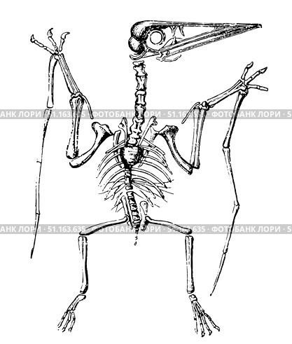 Skeleton of the pterodactyl Pterodactylus spectabilis, illustration from Manual of zoology, Moscow. Russia, 1899. Стоковая иллюстрация, иллюстратор Константин Тимофеев / Фотобанк Лори