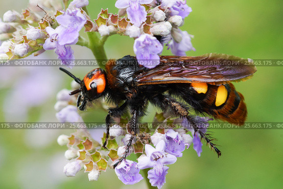Сколия-гигант, или сколия пятнистая (лат. Megascolia maculata = лат. Scolia maculata) — вид крупных ос из семейства сколий - собирает нектар на сиреневом цветке. Крупнейший представитель отряда перепончатокрылых в фауне Европы. Стоковое фото, фотограф Наталья Гармашева / Фотобанк Лори