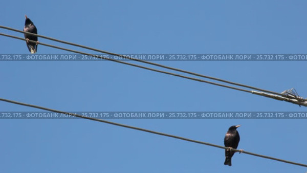 Скворцы на проводах. Стоковое видео, видеограф Олег Хархан / Фотобанк Лори