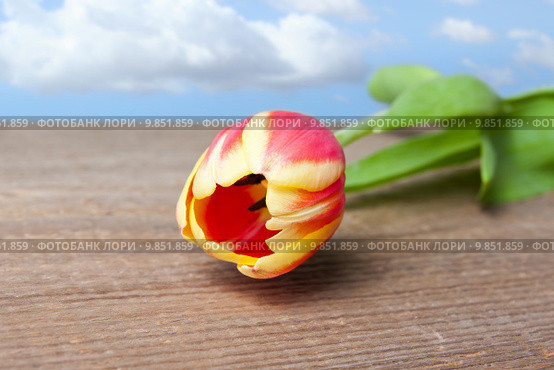 sky plant flower spring wood. Стоковое фото, фотограф Heiko Barth / Smarterpix / Фотобанк Лори