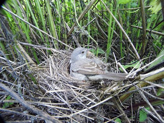 Славка ястребиная у гнезда. Barred Warbler (Sylvia nisoria) Стоковое фото, фотограф Василий Вишневский / Фотобанк Лори