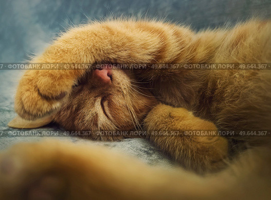 Sleepy orange kitten takes a nap indoors on the sofa. Little ginger cat sleeping tight in a cute position, covering muzzle with her paws. Стоковое фото, агентство Ingram Publishing / Фотобанк Лори