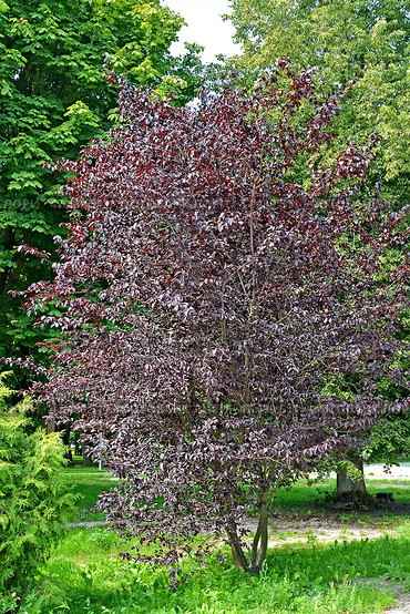 Слива краснонолистная, сорт Писсарди (Prunus cerasifera var. pissardii). Общий вид молодого дерева. Стоковое фото, фотограф Ирина Борсученко / Фотобанк Лори
