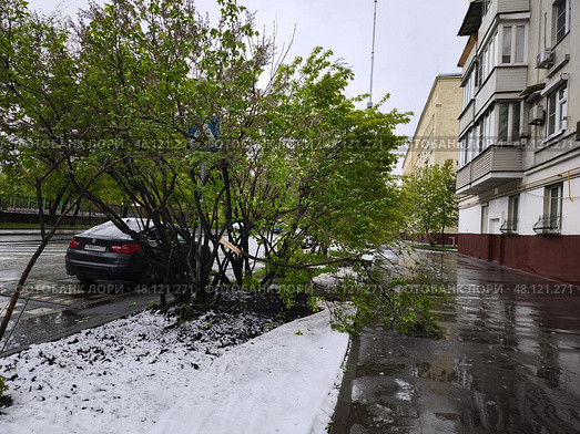 Сломанное дерево на городской улице. Редакционное фото, фотограф Мария Сергеева / Фотобанк Лори