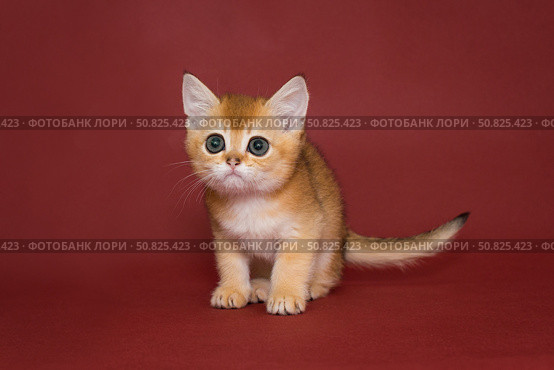 Small, beautiful red kitten with big eyes. Стоковое фото, фотограф Okssi / Фотобанк Лори