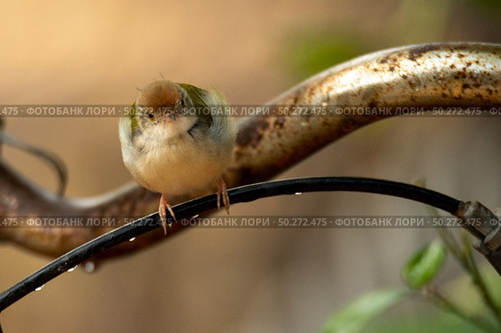 small bird living in the nature, common bird around the home. Стоковое фото, агентство Ingram Publishing / Фотобанк Лори