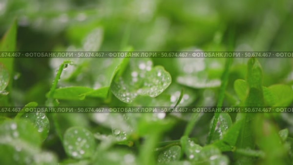 Small drops of morning dew glistening on fresh green clover leaves, creating a stunning natural pattern across the field, embodying the beauty of spring and summer growth. Стоковое видео, видеограф Ольга Ильина / Фотобанк Лори