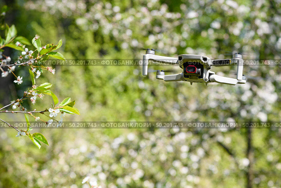 Small Flying Quadcopter Drone in flight mode with camera outdoor on sunny day spring time white flowers blossom garden background. Стоковое фото, фотограф Camptoloma / Фотобанк Лори