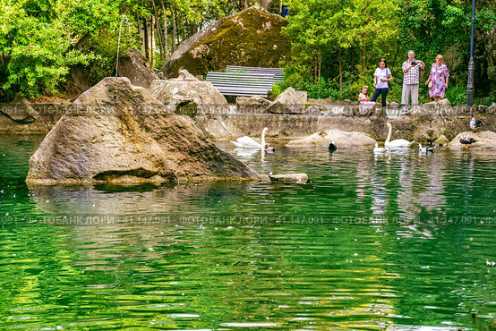 Small park lake with swans tourists on the shore of the lake (2020 год). Редакционное фото, фотограф Владимир Ушаров / Фотобанк Лори