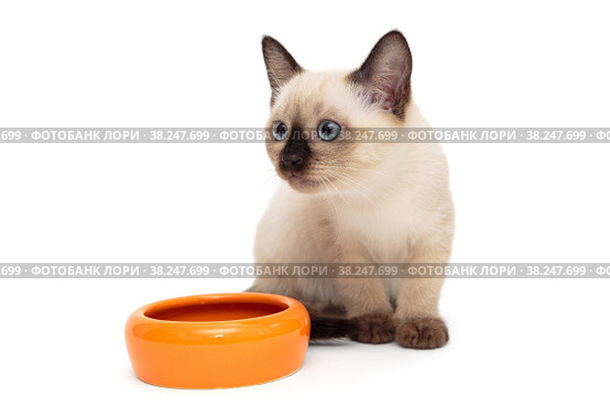 Small Siamese kitten and food bowl. Стоковое фото, фотограф Okssi / Фотобанк Лори