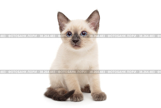 Small Siamese kitten stands. Стоковое фото, фотограф Okssi / Фотобанк Лори