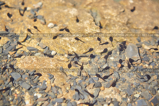 Small tadpoles are future frogs in the clear water of a lake or pond. Стоковое фото, фотограф Наталия Кирсанова / Фотобанк Лори
