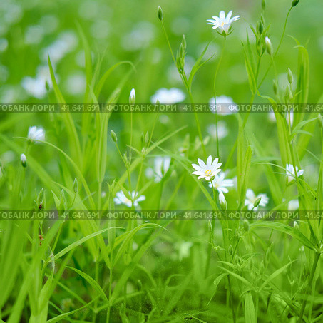Small white flowers on a background of green leaves. Cerastium is a genus of annual, winter annual, or perennial plants belonging to the family Caryophyllaceae. Стоковое фото, фотограф Андрей Журавлев / Фотобанк Лори