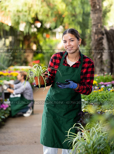 Smiling salesgirl offering potted Chlorophytum comosum in greenhouse. Стоковое фото, фотограф Яков Филимонов / Фотобанк Лори