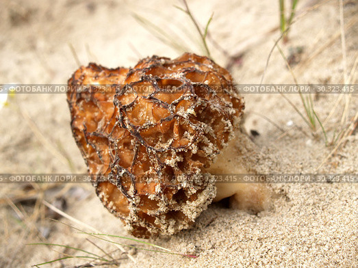 Сморчок конический  (Morchella conica  Pers.), растущий на песке. Стоковое фото, фотограф Ирина Борсученко / Фотобанк Лори