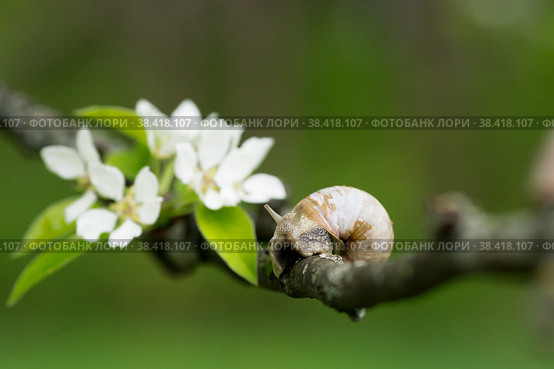 Snail Muller glides on a flowering branch of a pear. Large white mollusk snails with a brown striped shell crawling over vegetables and greens. Pest in the farmer's garden. Стоковое фото, фотограф Photojuli / Фотобанк Лори