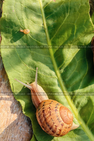 Snail on green leaf outdoors. Стоковое фото, фотограф Pixel_shot / Фотобанк Лори