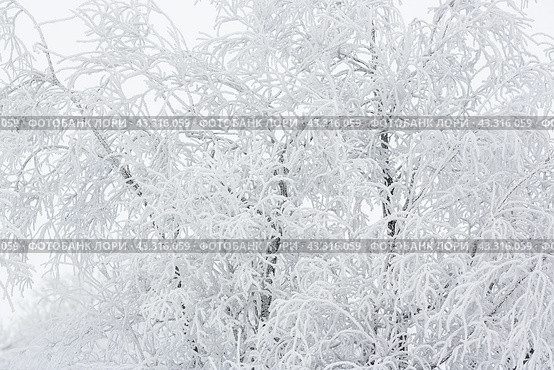 Snow and rime ice on the branches of bushes. Beautiful winter background with trees covered with hoarfrost. Plants in the park are covered with hoar frost. Cold snowy weather. Cool frosting texture. Стоковое фото, фотограф Андрей Степанов / Фотобанк Лори