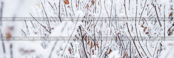 Snow and rime ice on the branches of bushes. Beautiful winter background with twigs covered with hoarfrost. Plants in the park are covered with hoar frost. Cold snowy weather. Cool frosting texture. Стоковое фото, фотограф Андрей Степанов / Фотобанк Лори