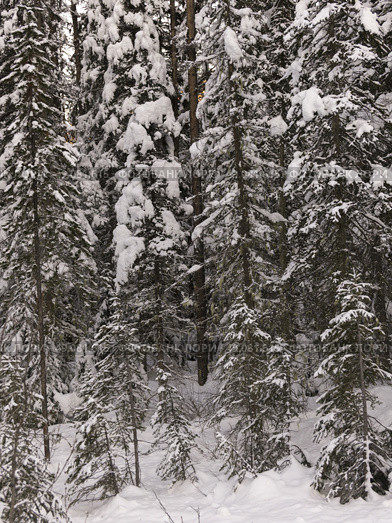 Snow covered evergreen trees in winter, Emerald Lake, Yoho National Park, British Columbia, Canada. Стоковое фото, агентство Ingram Publishing / Фотобанк Лори