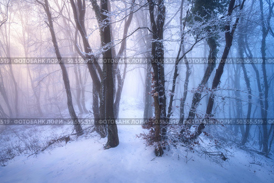 Snow-covered forest in fog at sunset. Winter landscape with snowy foggy trees at dusk. Wintry woods in misty conditions. Frosty winter scene. Enchanting woods. Ethereal winter woodland. Snowscape. Стоковое фото, агентство Ingram Publishing / Фотобанк Лори