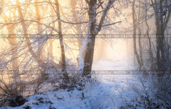 Snow-covered forest in morning fog. Winter landscape with snowy trees at sunrise. Wintry woods in misty conditions. Frosty winter scene. Enchanting foggy woods. Ethereal winter woodland. Snowscape. Snowy forest in morning fog. Winter landscape with trees in snow. Стоковое фото, агентство Ingram Publishing / Фотобанк Лори