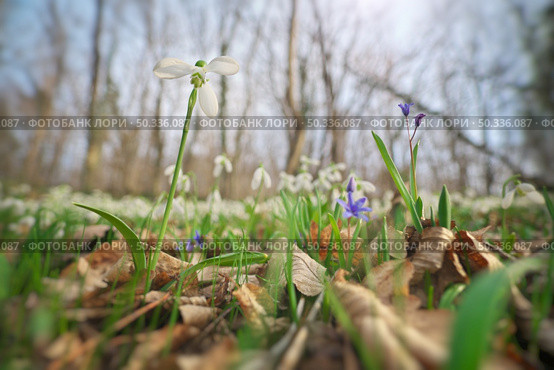 Snowdrop in forest. Spring nature composition. First spring flower. Стоковое фото, агентство Ingram Publishing / Фотобанк Лори
