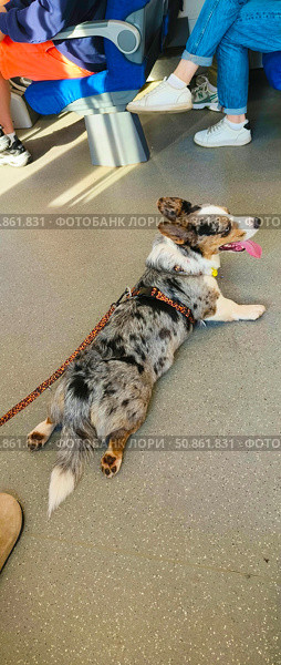 Собака пятнистая породы Корги лежит в вагоне метро МЦД, устала не хочет идти и ей жарко, высунула язык, рядом сидят люди. Стоковое фото, фотограф Светлана Русских / Фотобанк Лори