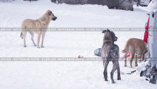 Собаки возле мусорки зимой. Стоковое видео, видеограф Потийко Сергей / Фотобанк Лори