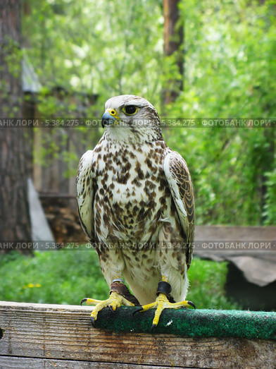Сокол балобан (Falco cherrug) Стоковое фото, фотограф Alexey D. / Фотобанк Лори