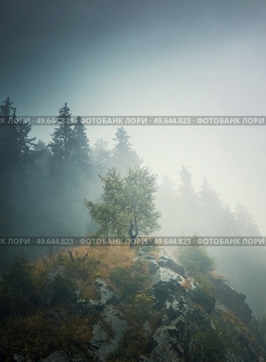 Solitary tree on the top of a hill surrounded by dense mist and a fir forest on the background. Beautiful and moody autumnal scene in Carpathian mountains. Стоковое фото, агентство Ingram Publishing / Фотобанк Лори