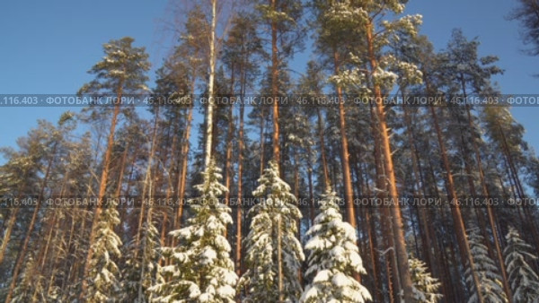 Солнце освещает ели и сосны в морозный день. Карельский зимний пейзаж. Сосновый лес в снегу. Подъем камеры. Стоковое видео, видеограф Sergei Gorin / Фотобанк Лори