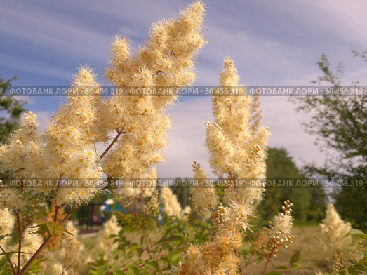 Sorbaria sorbifolia - Fieldfare blooms profusely in the summer. Стоковое фото, фотограф Володина Ольга / Фотобанк Лори