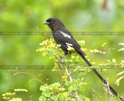 Сорочий сорокопут (Urolestes melanoleuca) Стоковое фото, фотограф Кирина Елизавета / Фотобанк Лори
