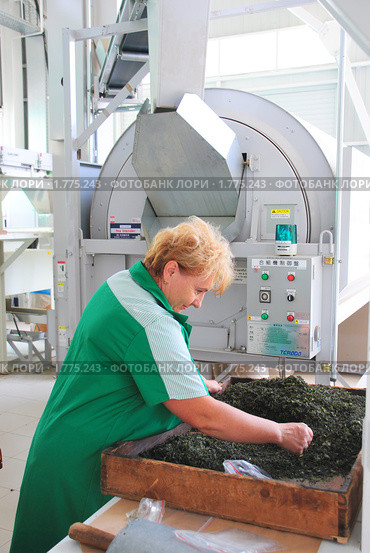 Сортировщица на чайной фабрике (2010 год). Редакционное фото, фотограф Анна Мартынова / Фотобанк Лори