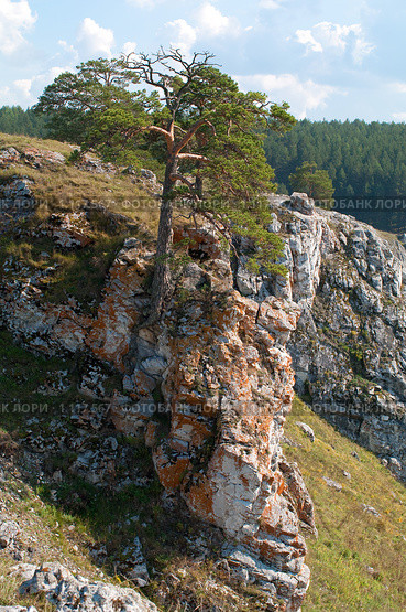 Сосна на скале. Стоковое фото, фотограф Александр Бобков / Фотобанк Лори