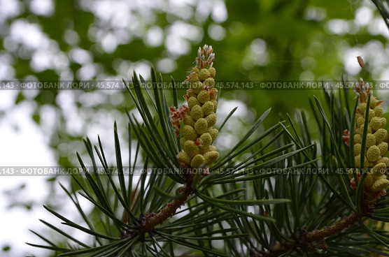 Сосна обыкновенная (Pinus sylvestris L.) Стоковое фото, фотограф Мария Петрова / Фотобанк Лори