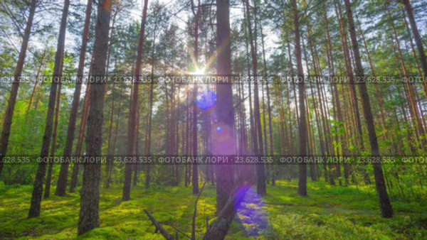 Сосновый лес, таймлапс. Стоковое видео, видеограф Алексас Кведорас / Фотобанк Лори