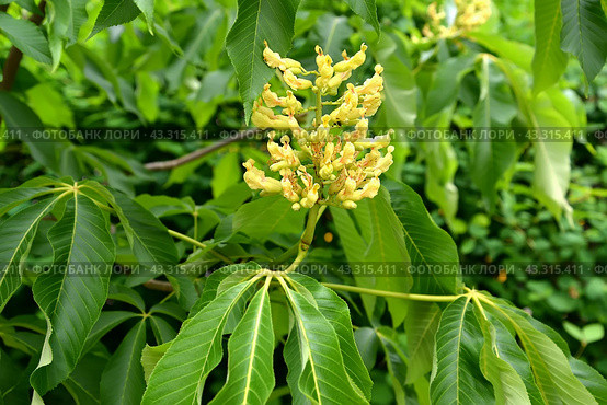 Соцветие  каштана конского жёлтого (Aesculus flava Sol.). Крупный план. Стоковое фото, фотограф Ирина Борсученко / Фотобанк Лори