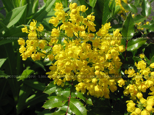 Соцветие магонии падуболистной - Mahonia aquifolia. Стоковое фото, фотограф Беляева Наталья / Фотобанк Лори