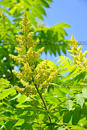Соцветие сумаха дубильного (Rhus coriaria L.) на фоне неба. Стоковое фото, фотограф Ирина Борсученко / Фотобанк Лори