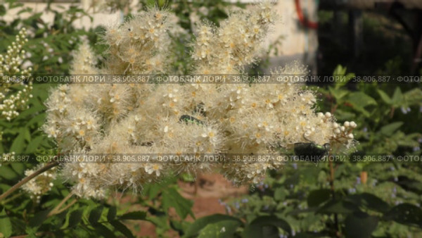 Соцветия Рябинник рябинолистный (лат. Sorbaria sorbifolia) или ложной спирии. Стоковое видео, видеограф Владимир Галкин / Фотобанк Лори