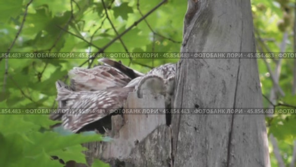 Сова длиннохвостая неясыть Strix uralensis кормит своих птенцов. Стоковое видео, видеограф Александр Мамонтов / Фотобанк Лори