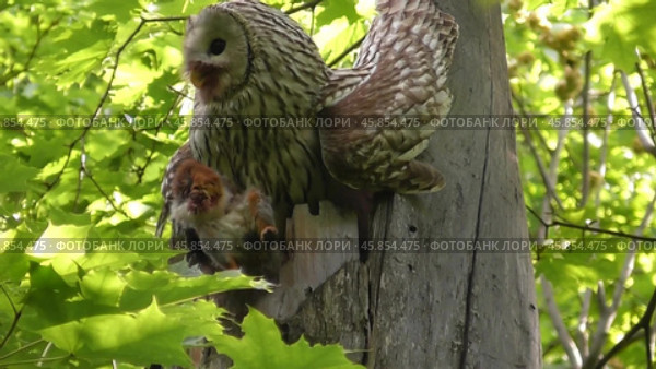 Сова длиннохвостая неясыть Strix uralensis улетает с добычей из гнезда. Стоковое видео, видеограф Александр Мамонтов / Фотобанк Лори