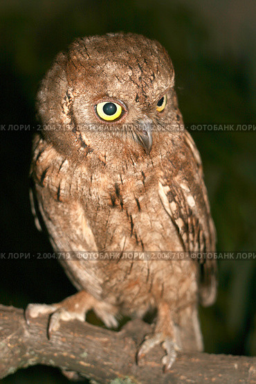 Сова сплюшка otus scops. Стоковое фото, фотограф Хучраев Станислав / Фотобанк Лори