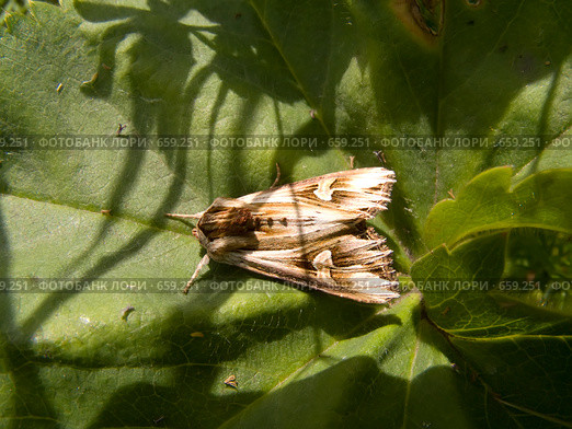 Совка бурая зверобойная (Actinotia polyodon Cl.) Стоковое фото, фотограф Вячеслав Потапов / Фотобанк Лори