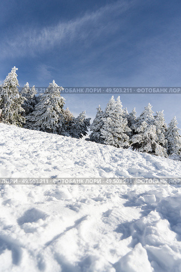 Spain, Andalusia, Granada. Snowed pine treer in ski resort of Sierra Nevada in winter, full of snow. Travel and sports concepts.. Snowed pine treer in ski resort of Sierra Nevada. Стоковое фото, агентство Ingram Publishing / Фотобанк Лори
